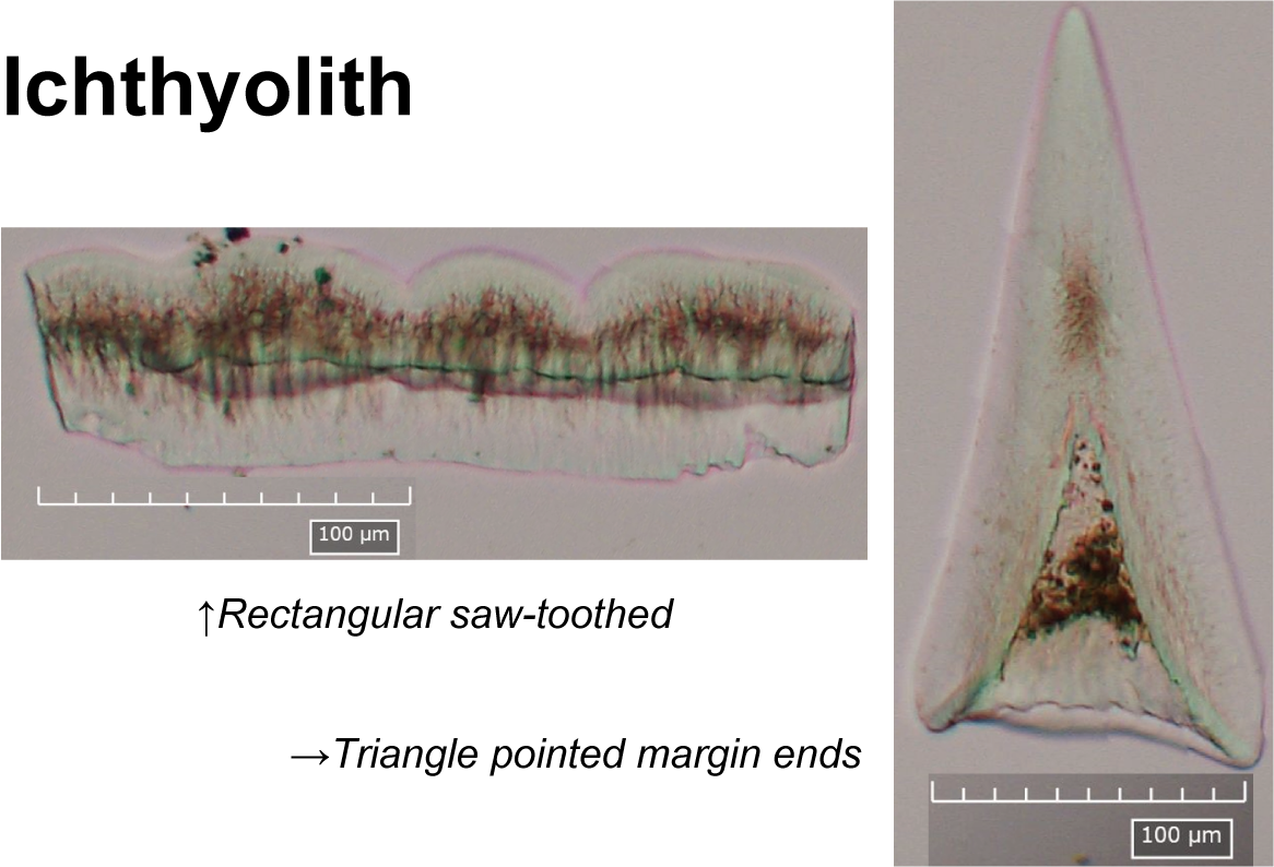 ichthyoliths